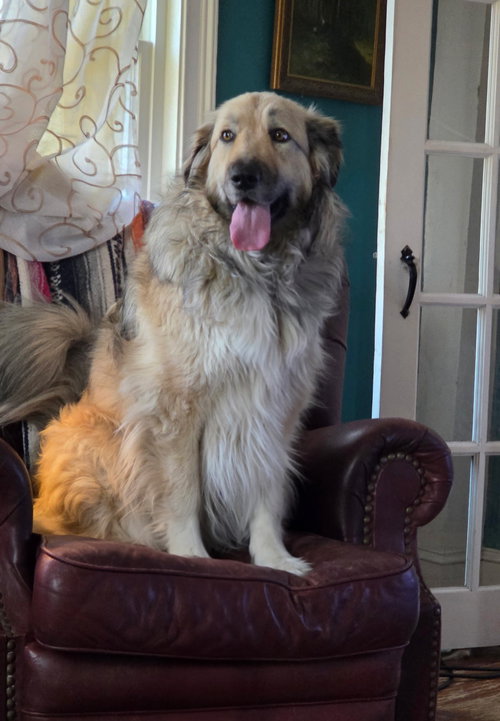 Sophia, an adoptable Great Pyrenees in Croydon, NH