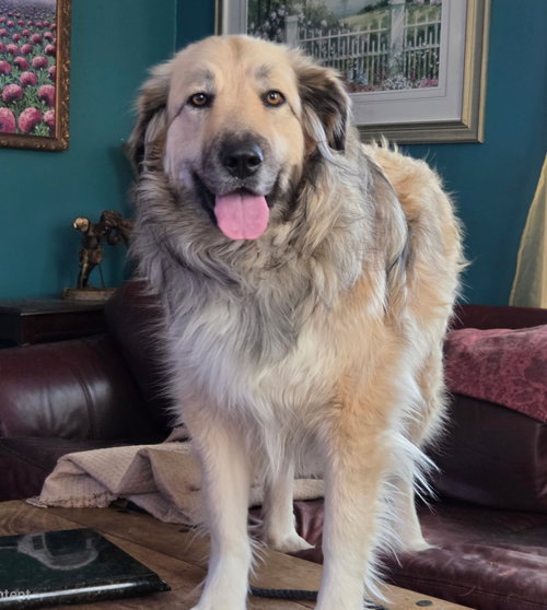 picture of the dog needing adoption