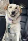 Nellie in NH