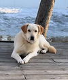 Nellie in NH