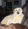 Nellie in NH