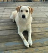 Nellie in NH