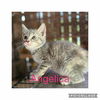 Angelica