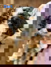 Dart