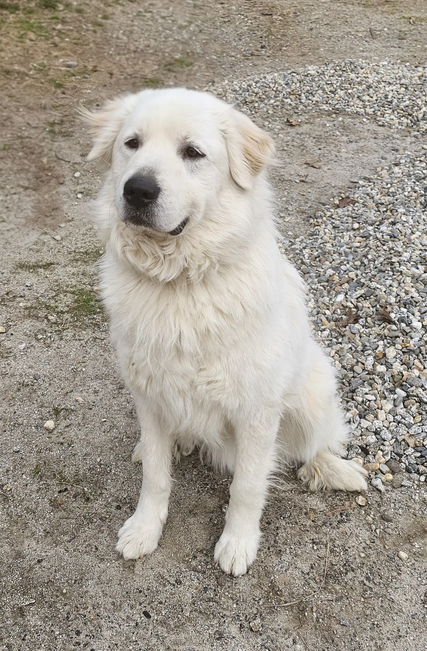 Henry - Great Pyrenees