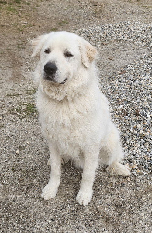 Henry, an adoptable Great Pyrenees in Croydon, NH