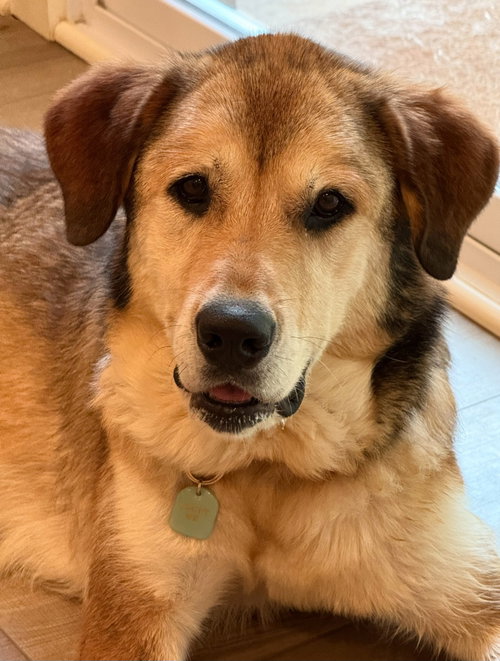 picture of the dog needing adoption
