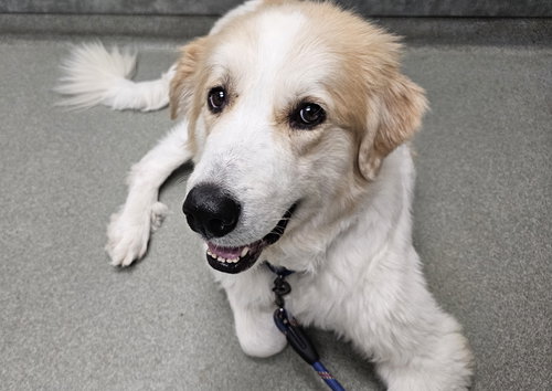 picture of the dog needing adoption
