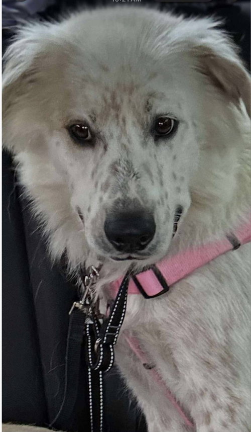 Freya!, an adoptable dog