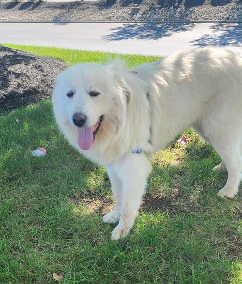 picture of the dog needing adoption