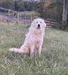 Sadie (3) - Photo 4