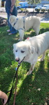 Sadie (3) - Photo 1