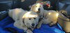 Sadie (3) - Photo 2