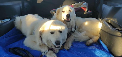 SADIE (3) - Great Pyrenees available for adoption