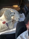 Sadie (3) - Photo 3