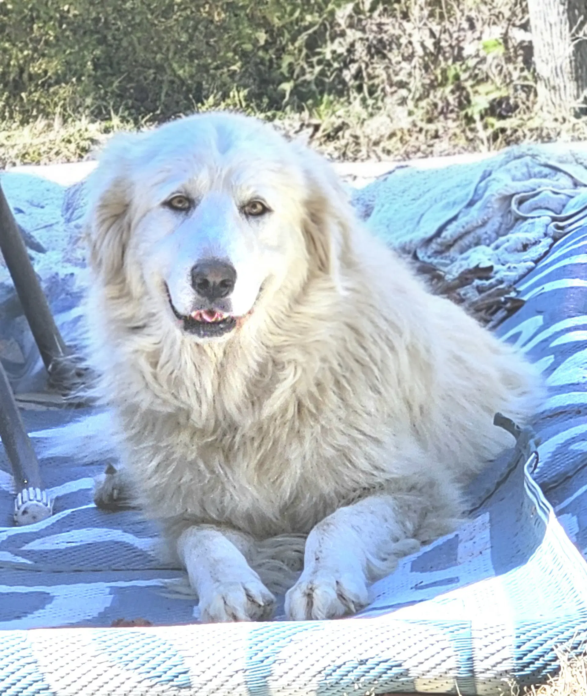 Sofie - Great Pyrenees