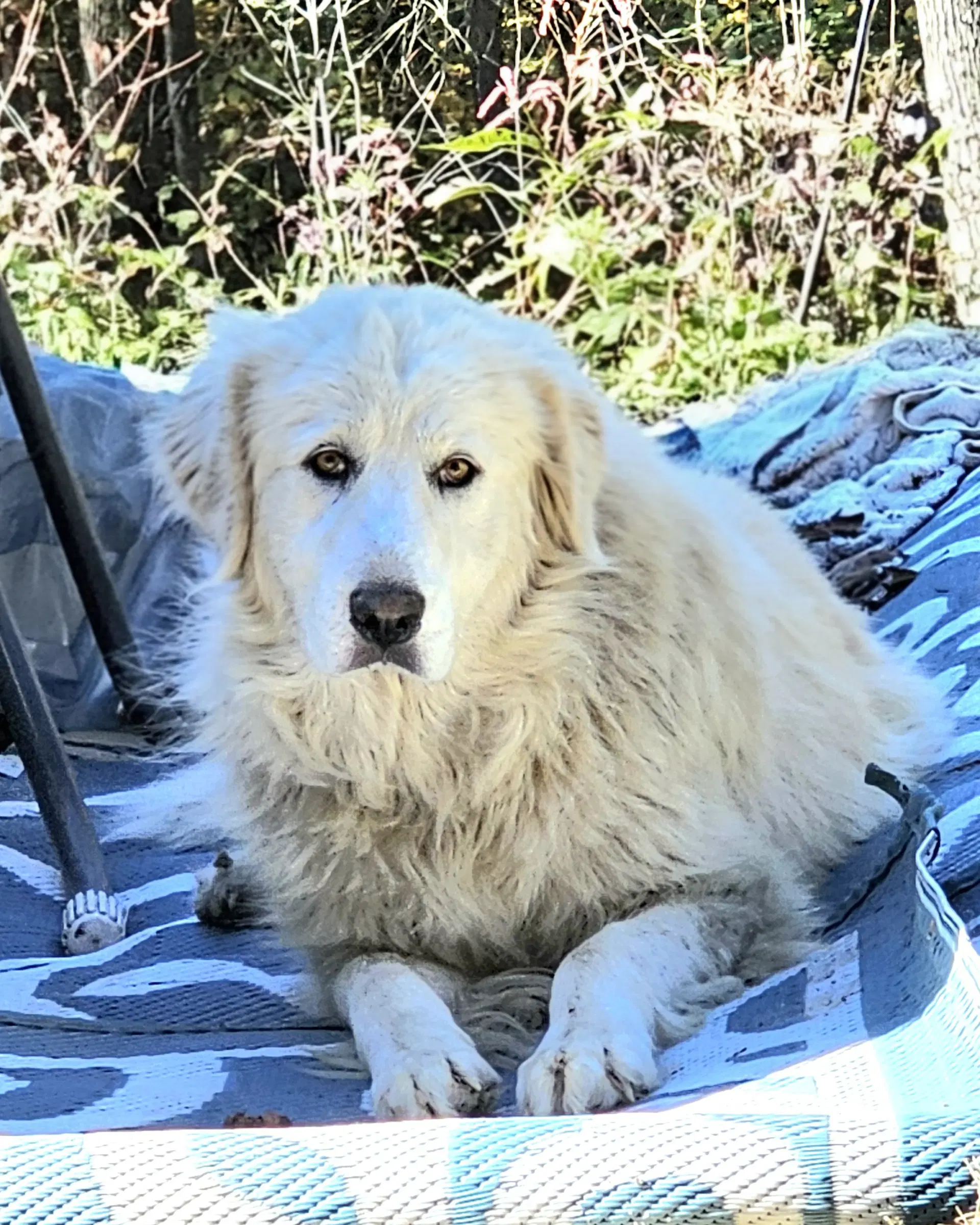 Sofie image 2