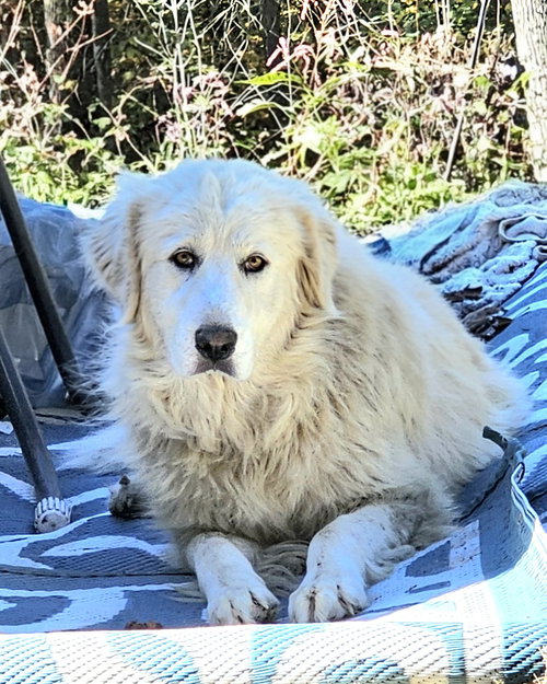SOFIE - Great Pyrenees available for adoption