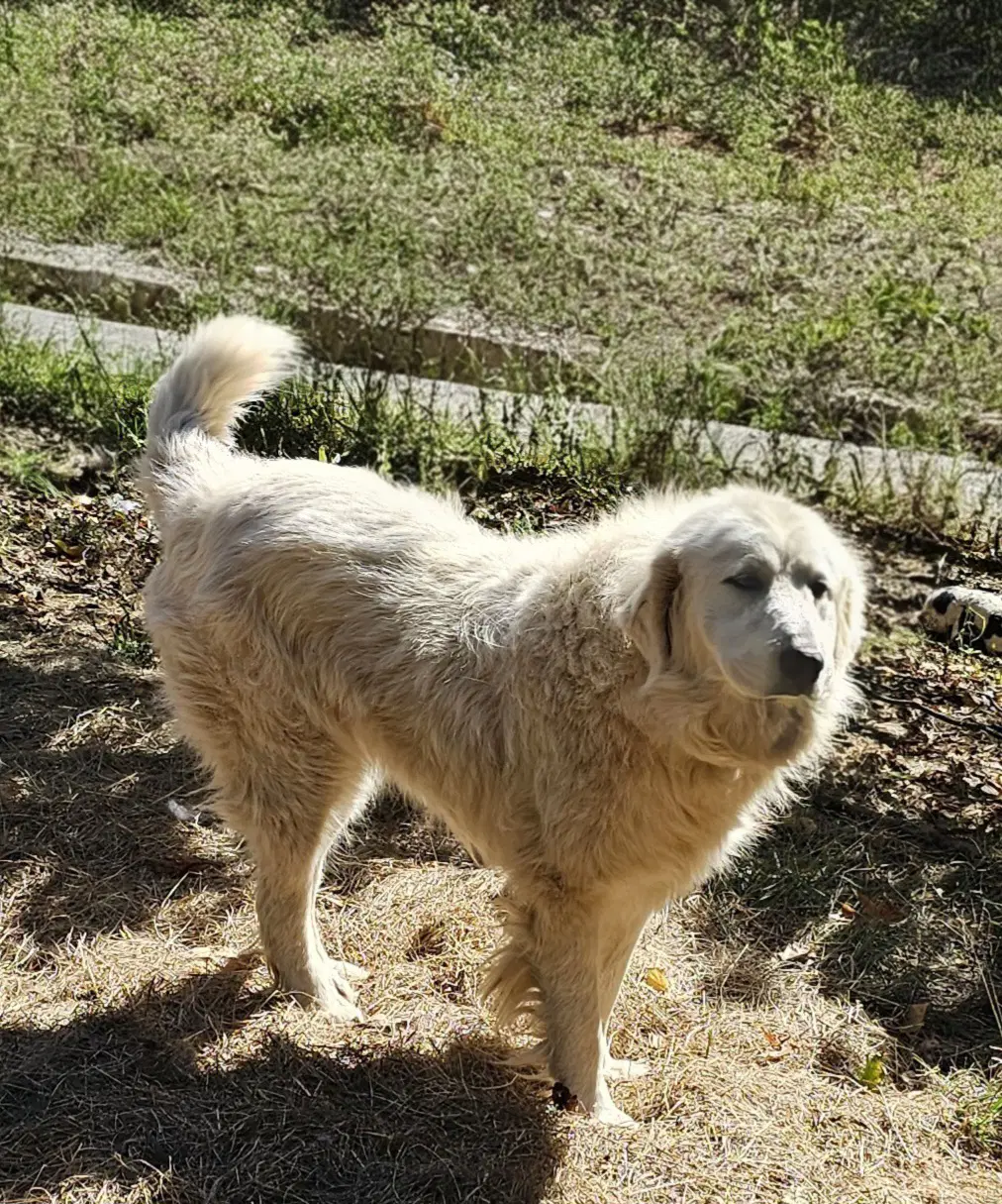Sofie image 3