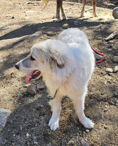 picture of the dog needing adoption