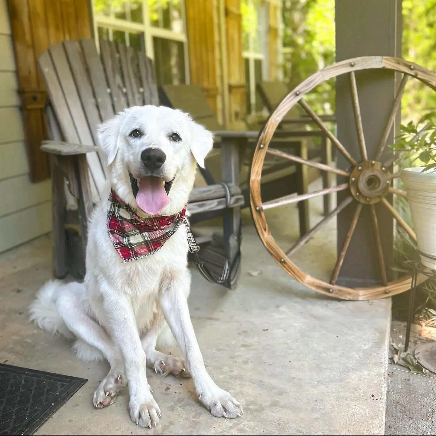 Winter - In New England - Great Pyrenees