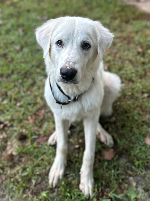 WINTER - IN NEW ENGLAND - Great Pyrenees available for adoption