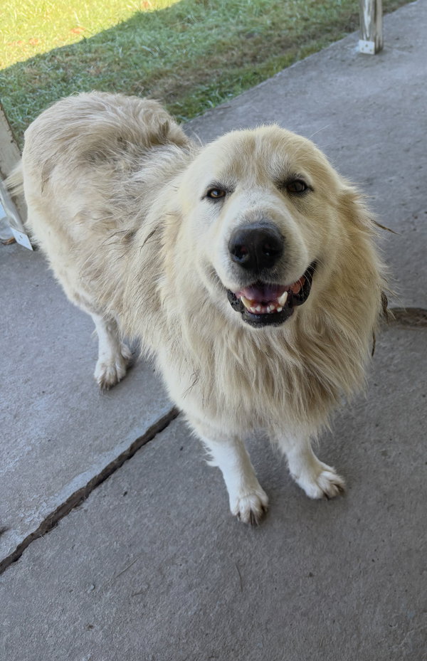 BO