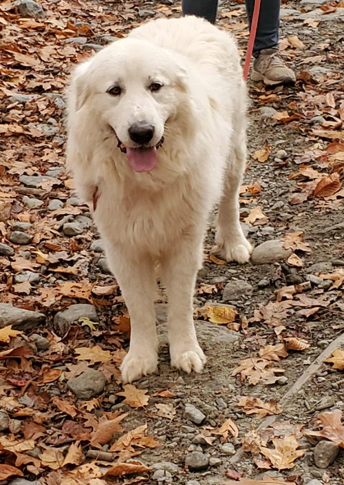 picture of the dog needing adoption