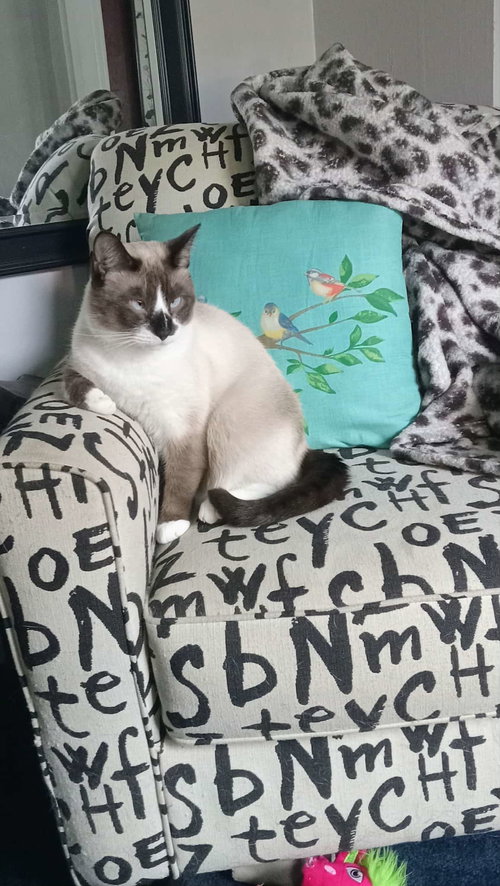 picture of the cat needing adoption