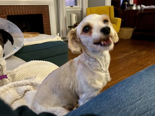 picture of the dog needing adoption