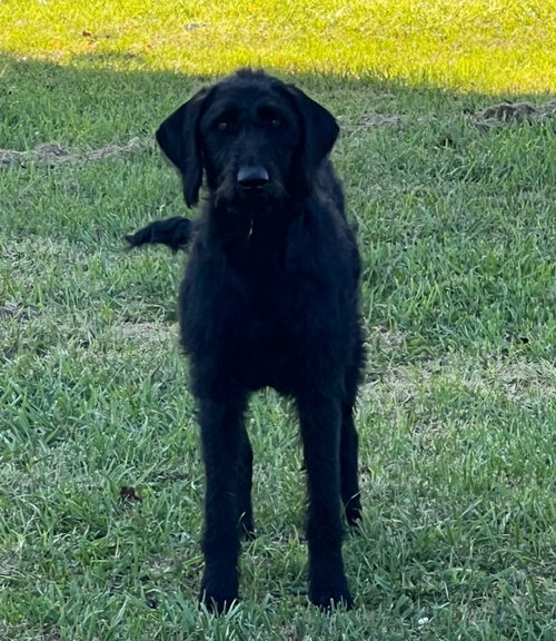 picture of the dog needing adoption