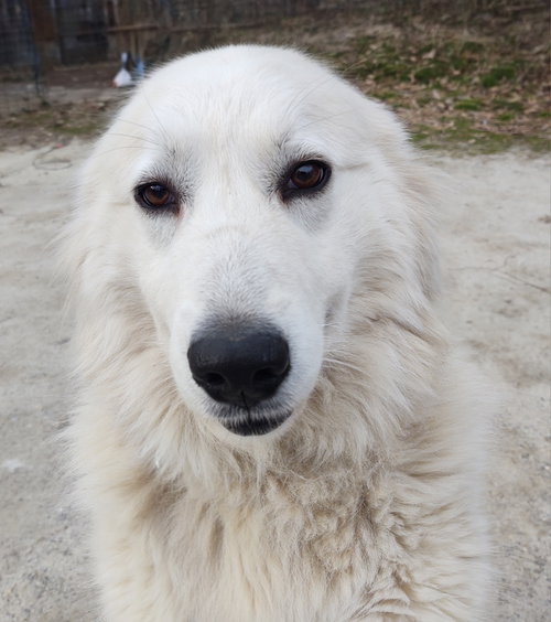 Harrie, an adoptable Great Pyrenees in Croydon, NH