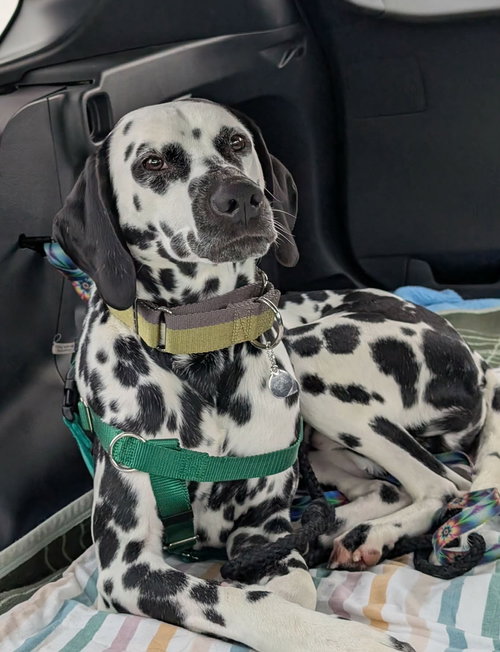 MERLE - Dalmatian available for adoption