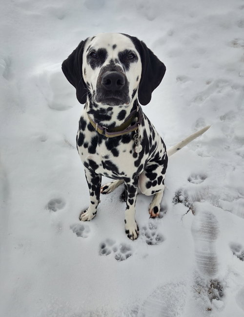 picture of the dog needing adoption
