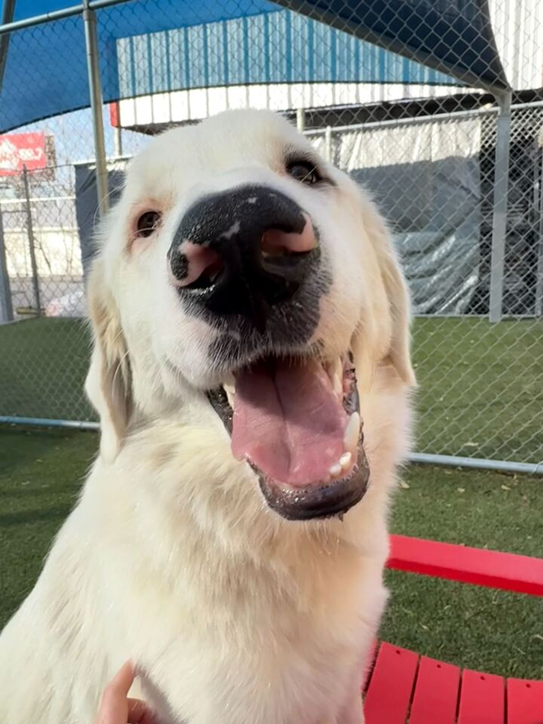 Oso