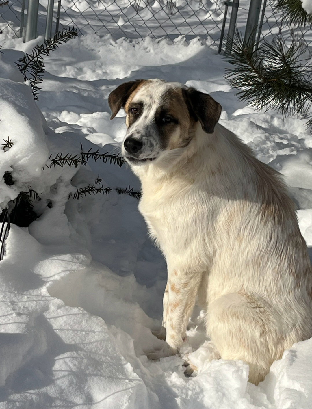 Frosty- Burlington,VT area