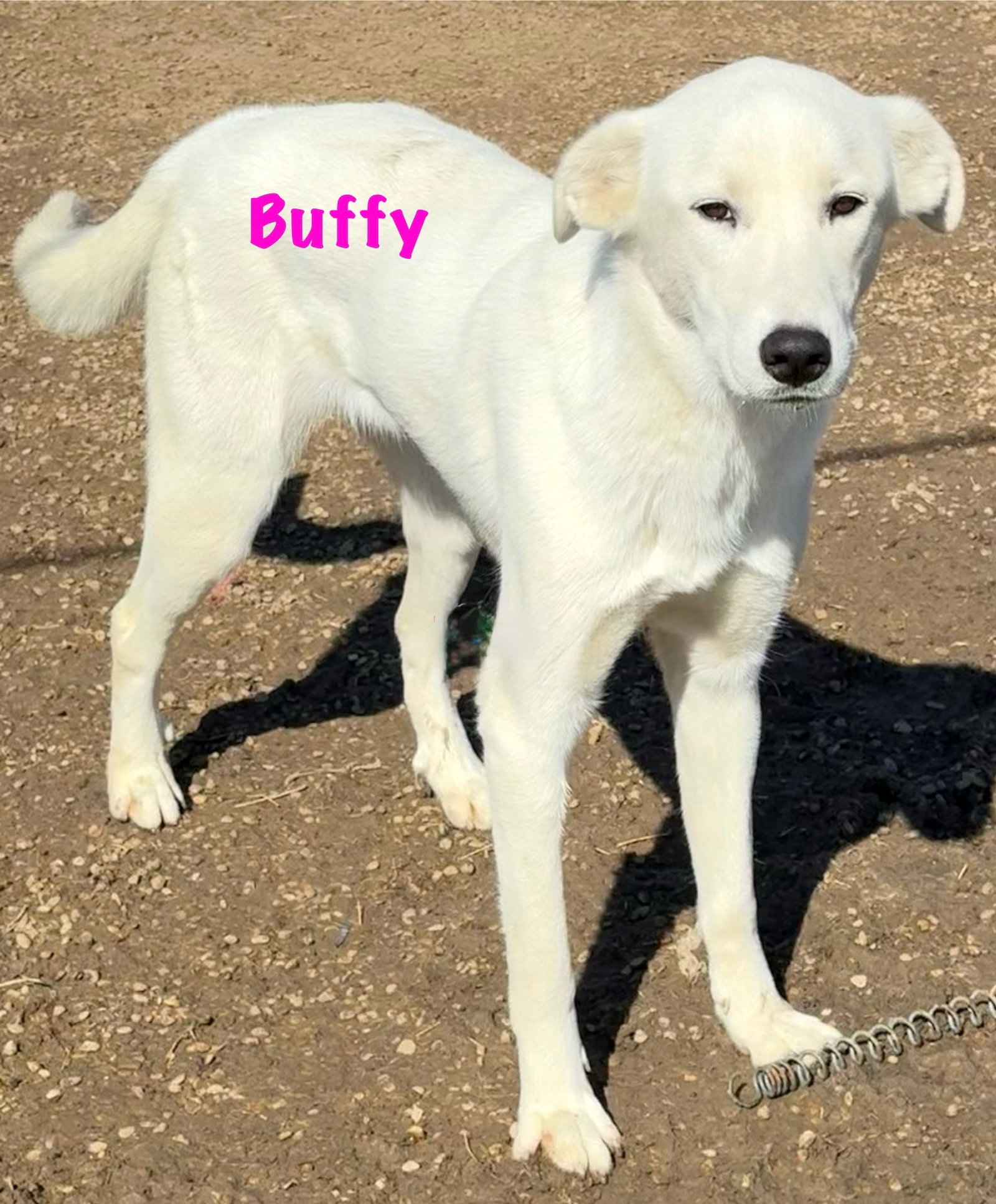 Buffy