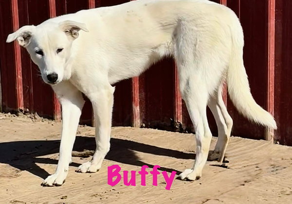 Buffy