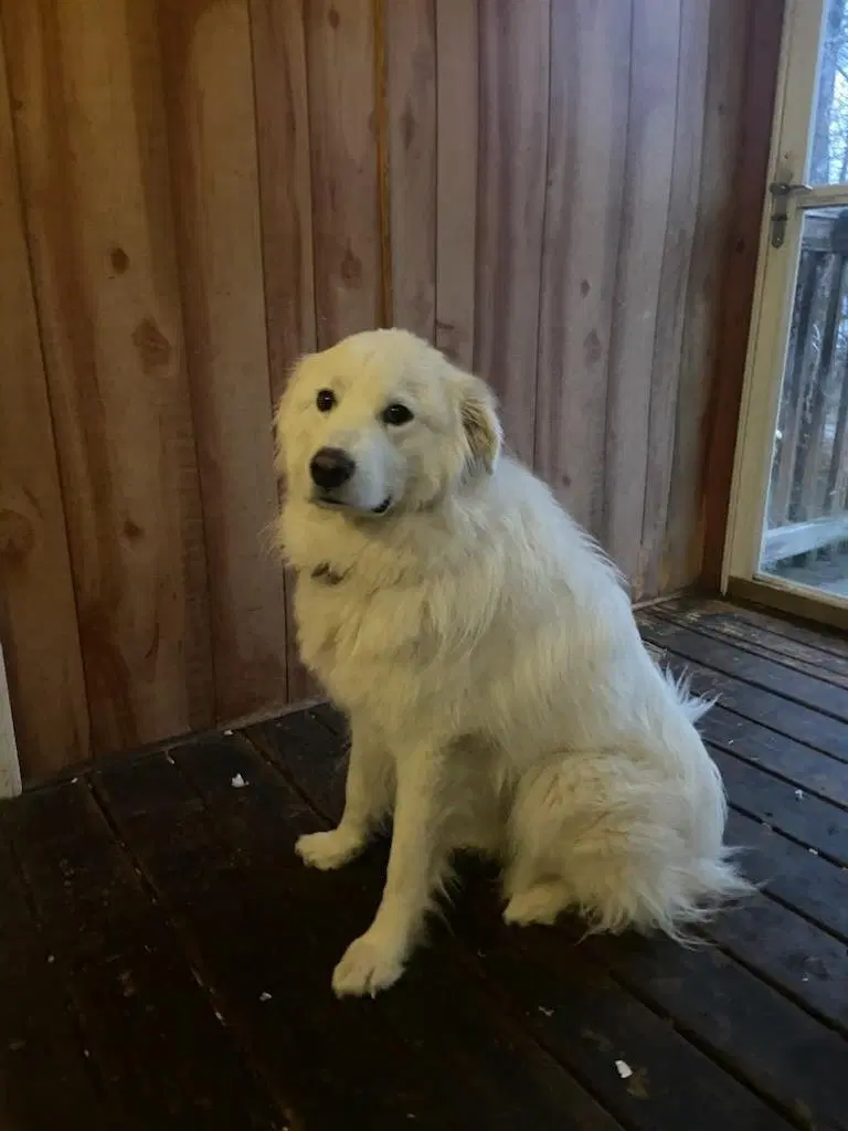 Coco image 4