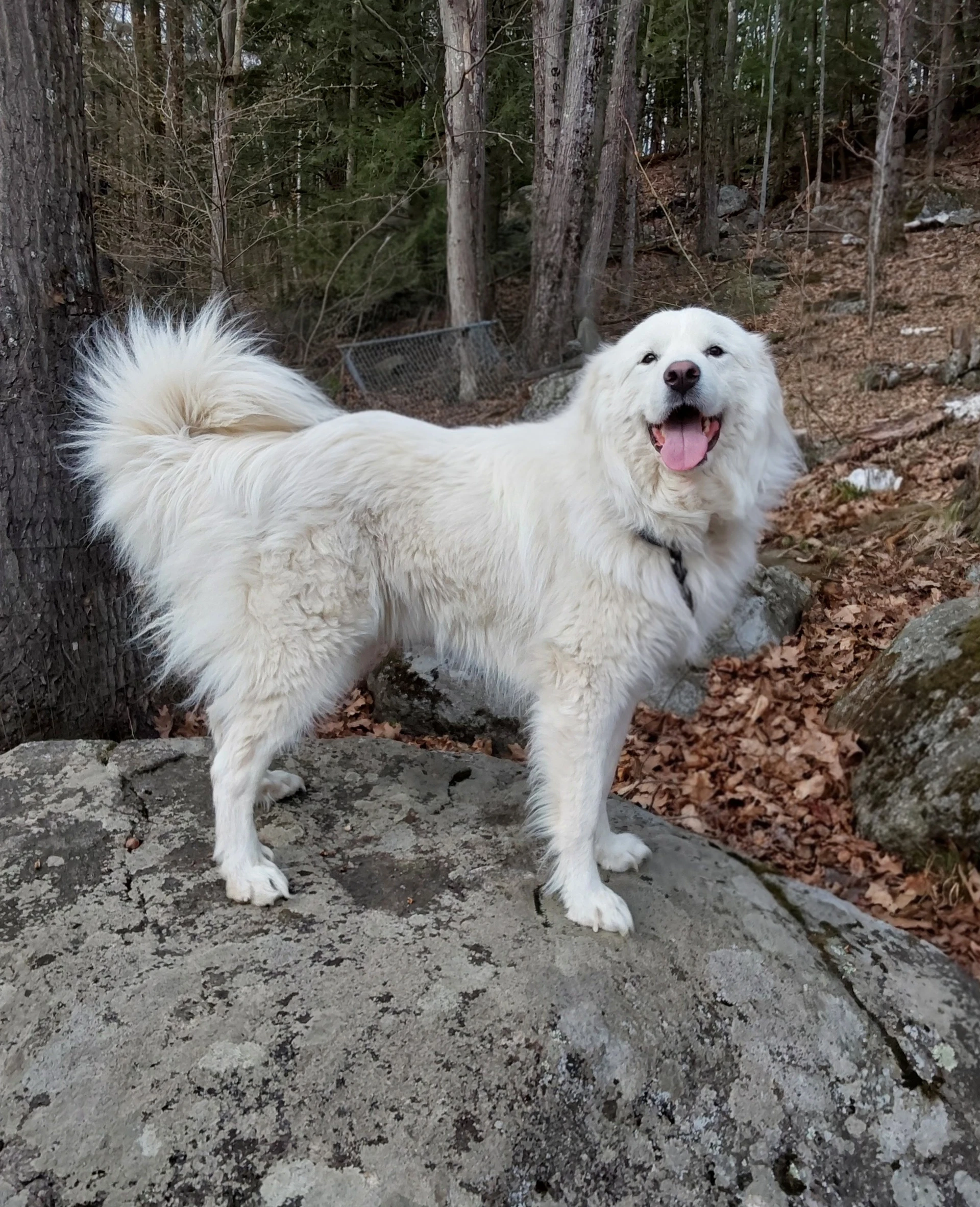 Coco