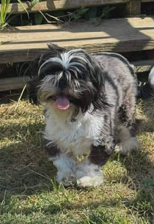 picture of the dog needing adoption