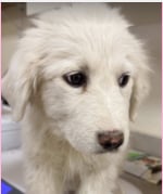 picture of the dog needing adoption