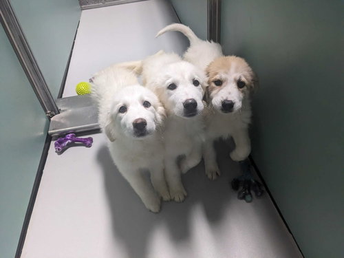 Little Sophia, an adoptable Great Pyrenees in Croydon, NH