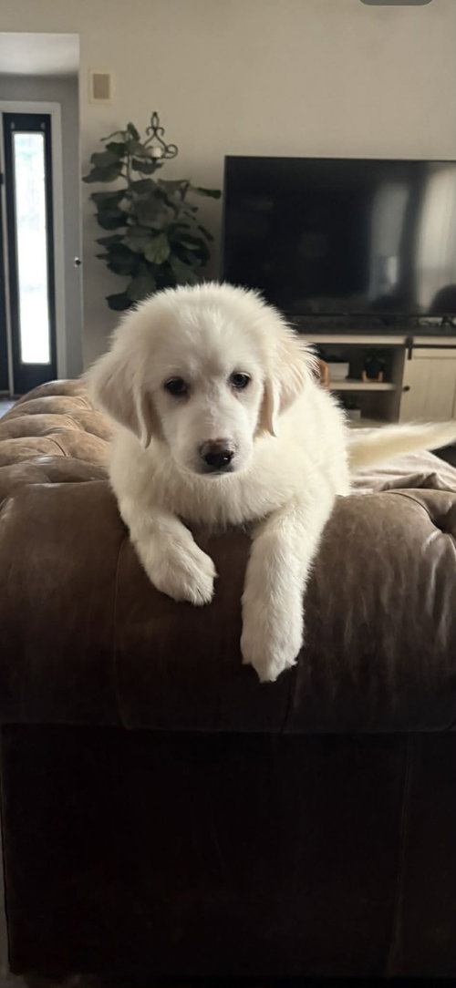 picture of the dog needing adoption