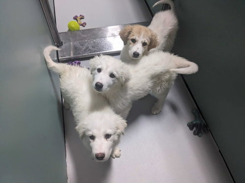 Sienna, an adoptable Great Pyrenees in Croydon, NH