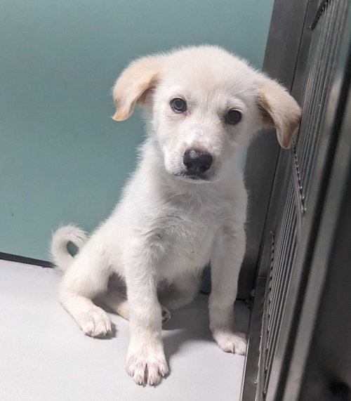 Sawyer, an adoptable Great Pyrenees in Croydon, NH