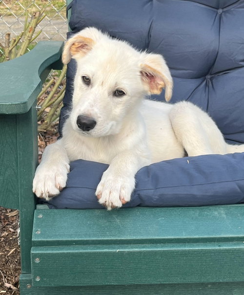 Sawyer, an adoptable Great Pyrenees in Croydon, NH