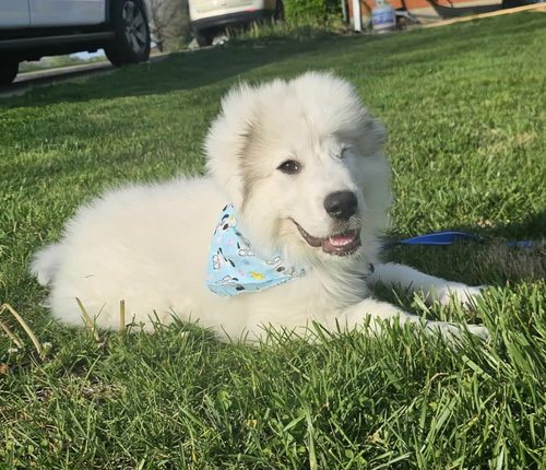 picture of the dog needing adoption