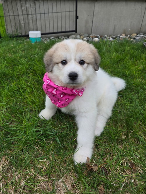Mulan, an adoptable Great Pyrenees in Croydon, NH