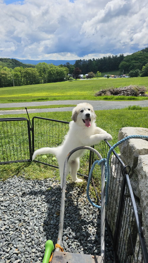 Mulan, an adoptable Great Pyrenees in Croydon, NH